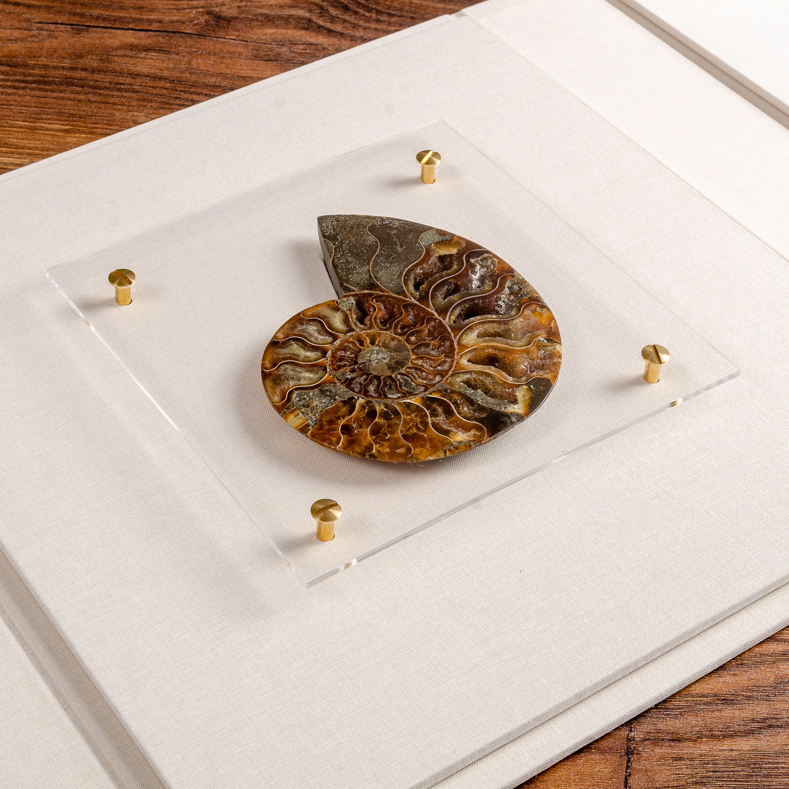 Presentation box with ammonite stone fixed and held into inner cover of clamshell lid