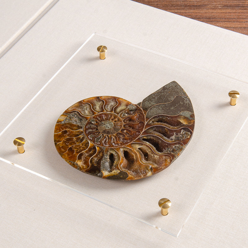 Ammonite set into the cover of a custom made presentation box - Gallery image 2